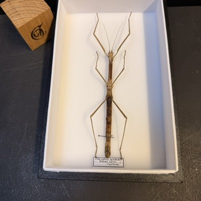 Stick insect - Phaenopharos herwaardeni from Thaïland