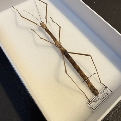 Stick insect - Phaenopharos herwaardeni from Thaïland