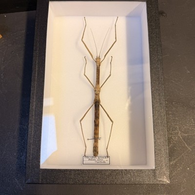 Stick insect - Phaenopharos herwaardeni from Thaïland