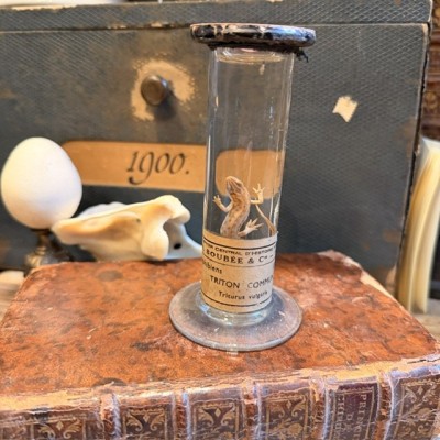 Common Newt - Triturus vulgaris - Specimen preserved in liquid - Maison Boubée & Cie - 1900