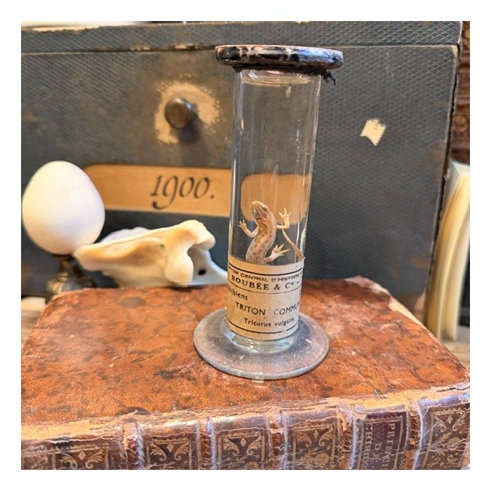 Triton commun - Triturus vulgaris - Spécimen humide en fluide - Maison Boubée & Cie - 1900