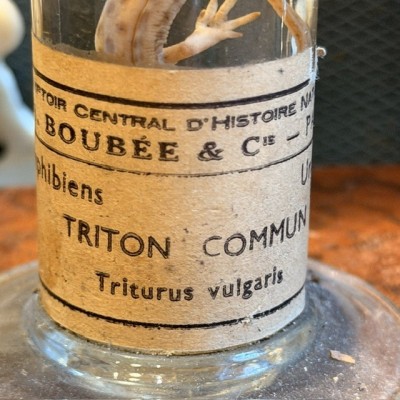 Triton commun - Triturus vulgaris - Spécimen humide en fluide - Maison Boubée & Cie - 1900