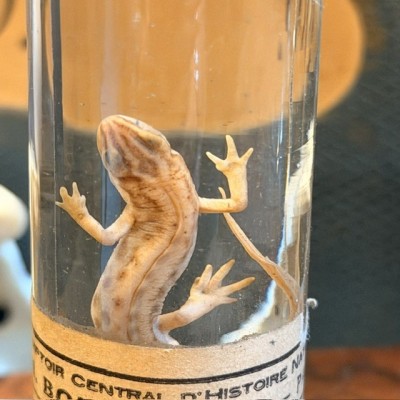 Triton commun - Triturus vulgaris - Spécimen humide en fluide - Maison Boubée & Cie - 1900