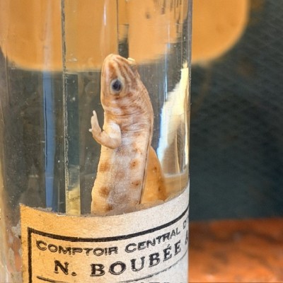 Common Newt - Triturus vulgaris - Specimen preserved in liquid - Maison Boubée & Cie - 1900