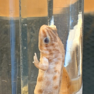 Triton commun - Triturus vulgaris - Spécimen humide en fluide - Maison Boubée & Cie - 1900