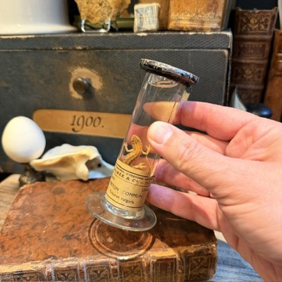 Common Newt - Triturus vulgaris - Specimen preserved in liquid - Maison Boubée & Cie - 1900