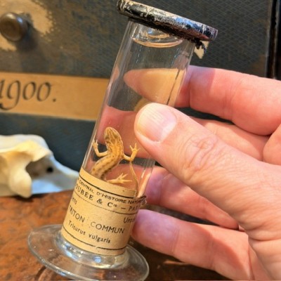 Common Newt - Triturus vulgaris - Specimen preserved in liquid - Maison Boubée & Cie - 1900