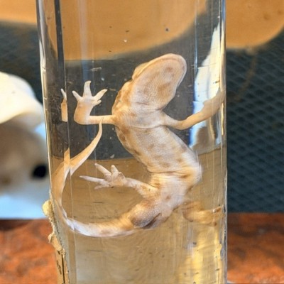 Triton commun - Triturus vulgaris - Spécimen humide en fluide - Maison Boubée & Cie - 1900