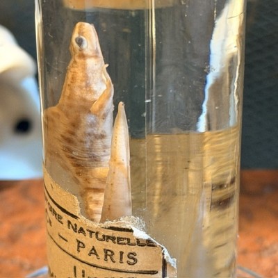 Common Newt - Triturus vulgaris - Specimen preserved in liquid - Maison Boubée & Cie - 1900