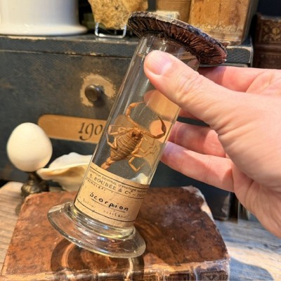 Scorpion Languedocien - Buthus occitanus - Spécimen humide en fluide en Flûte - Maison Boubée - Début 1900
