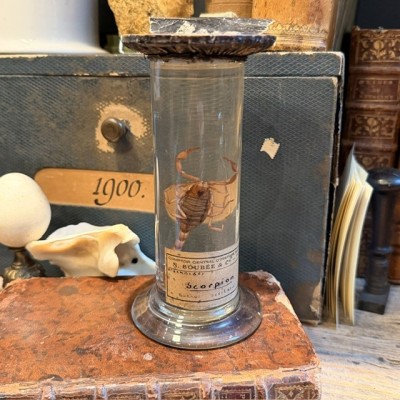 Scorpion Languedocien - Buthus occitanus - Spécimen humide en fluide en Flûte - Maison Boubée - Début 1900