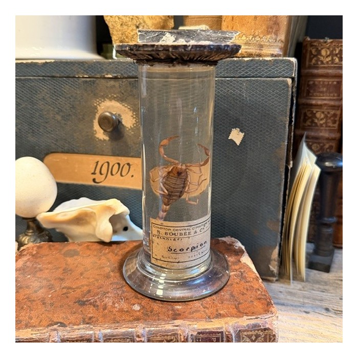 Scorpion Languedocien - Buthus occitanus - Spécimen humide en fluide en Flûte - Maison Boubée - Début 1900