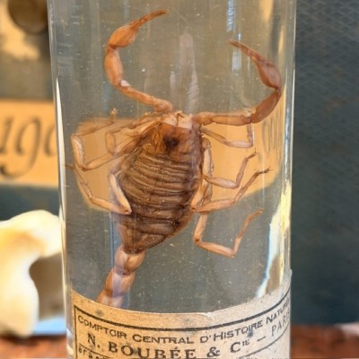 Scorpion - Buthus occitanus - Wet specimen in musuem jar - Boubée & Cie - 1900