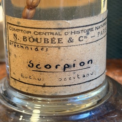 Scorpion - Buthus occitanus - Wet specimen in musuem jar - Boubée & Cie - 1900