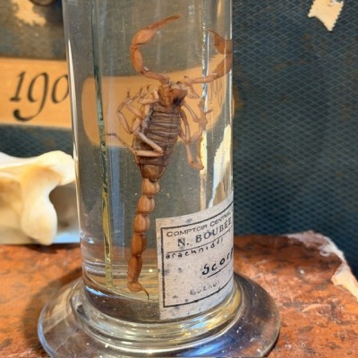 Scorpion - Buthus occitanus - Wet specimen in musuem jar - Boubée & Cie - 1900