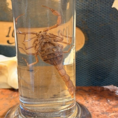 Scorpion - Buthus occitanus - Wet specimen in musuem jar - Boubée & Cie - 1900