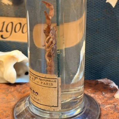 Scorpion - Buthus occitanus - Wet specimen in musuem jar - Boubée & Cie - 1900