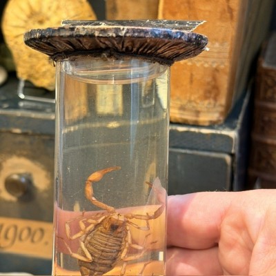 Museum jar - Wet specimen -  Scorpion - Boubée & Cie - 1900