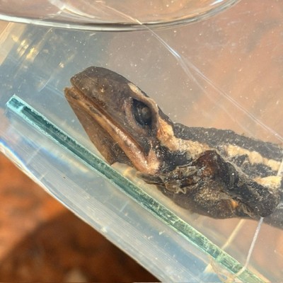 Museum Specimen Tube – Fire Salamander - Salamandra salamandra - Wet specimen in jar - 1900