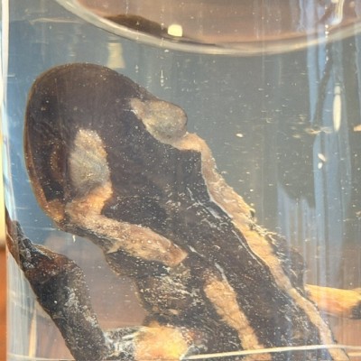 Museum Specimen Tube – Fire Salamander - Salamandra salamandra - Wet specimen in jar - 1900