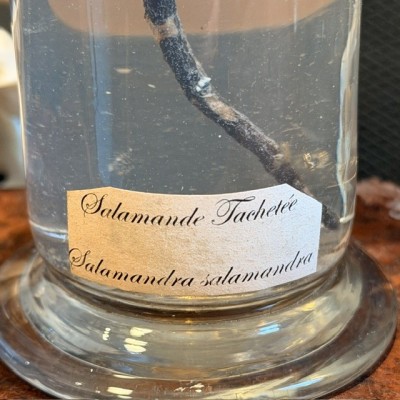 Museum jar - Wet specimen -  Fire Salamander - 1900