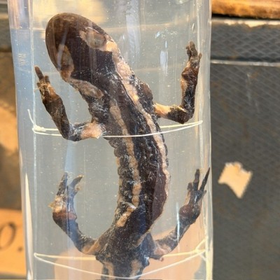 Museum Specimen Tube – Fire Salamander - Salamandra salamandra - Wet specimen in jar - 1900