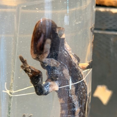 Salamandre Tachetée - Salamandra salamandra - Spécimen humide en fluide en Flûte - Début 1900