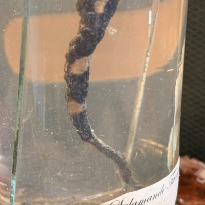 Museum jar - Wet specimen -  Fire Salamander - 1900