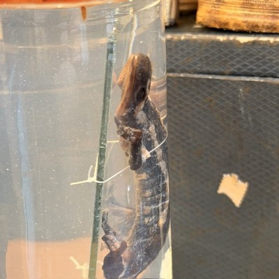 Salamandre Tachetée - Salamandra salamandra - Spécimen humide en fluide en Flûte - Début 1900