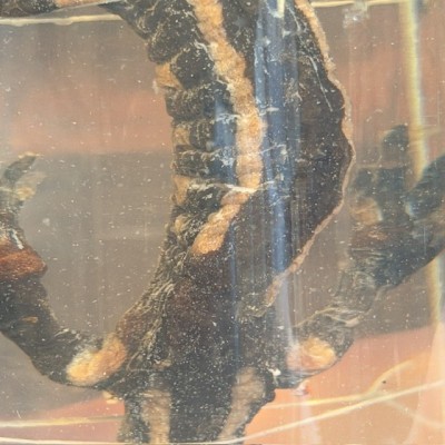 Museum jar - Wet specimen -  Fire Salamander - 1900