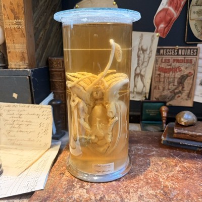 Dissection of a Common Cuttlefish in a Museum Jar - Sepia officinalis - 1900 - Wet specimen in preservative fluid