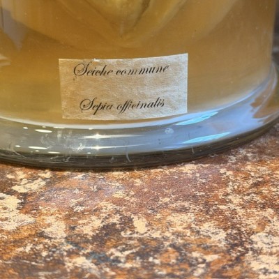 Seiche commune - Spécimen humide en fluide - Sepia officinalis
