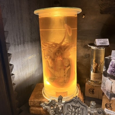 Dissection de Seiche Commune en Bocal Muséum - Sepia officinalis - 1900 - Spécimen humide en fluide