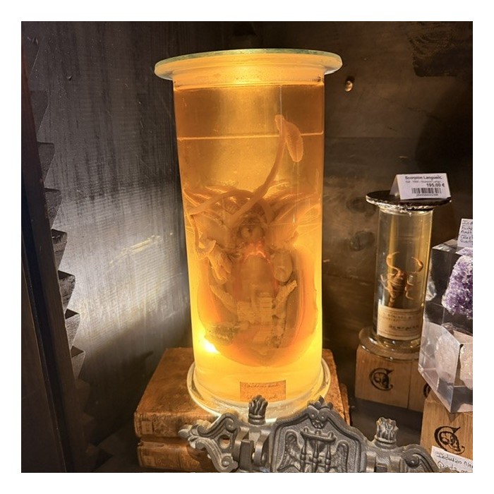 Dissection de Seiche Commune en Bocal Muséum - Sepia officinalis - 1900 - Spécimen humide en fluide