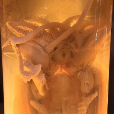 Dissection de Seiche Commune en Bocal Muséum - Sepia officinalis - 1900 - Spécimen humide en fluide