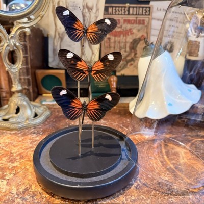 3 Heliconius erato hybride ee butterflies