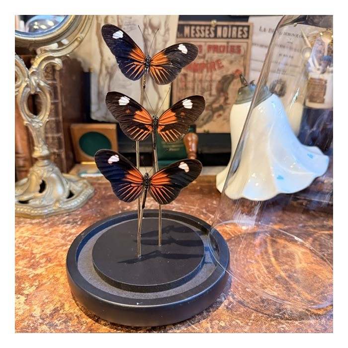3 Heliconius erato hybride ee butterflies