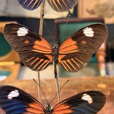 3 Heliconius erato hybride ee butterflies