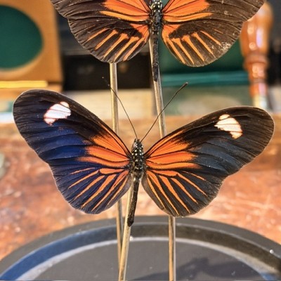 3 Heliconius erato hybride ee butterflies