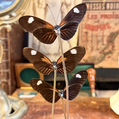 3 Heliconius erato hybride ee butterflies
