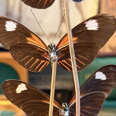 3 Heliconius erato hybride butterflies - Butterfly bell