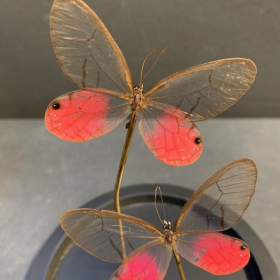 Little butterfly glass dome: Cithaerias Merolina