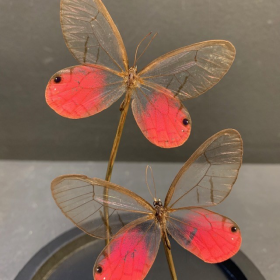 Little butterfly glass dome: Cithaerias Merolina
