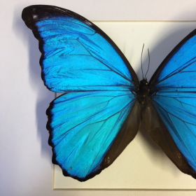 Cadre entomologique - Morpho Didius