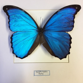 Cadre entomologique - Morpho Didius