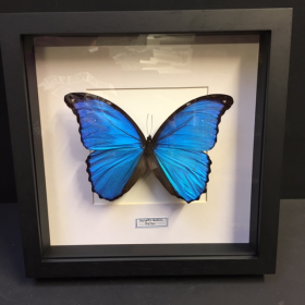 Cadre entomologique - Morpho Didius