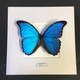 Cadre entomologique - Morpho Didius