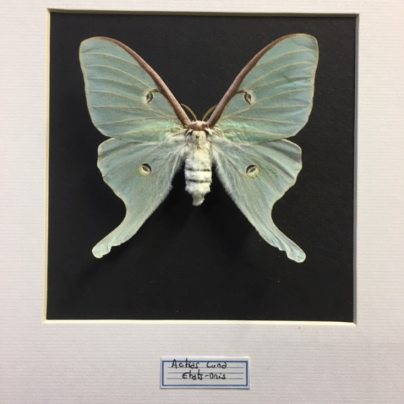 Cadre entomologique - Actias Luna