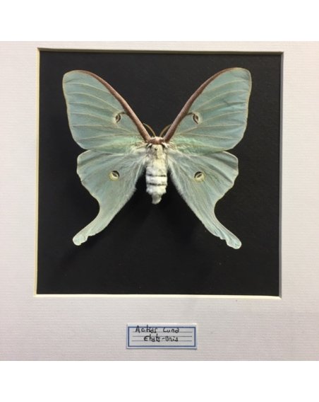 Entomological frame - Papilio Ulysses